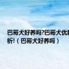 巴哥犬好养吗?巴哥犬优缺点分析!（巴哥犬好养吗）