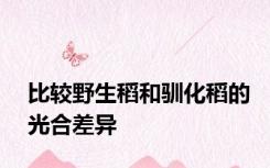 比较野生稻和驯化稻的光合差异